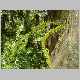 huperzia phyllantha.jpg